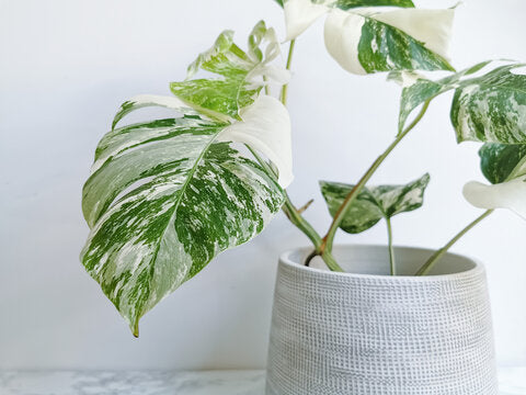 Variegated Plants Care: Keep Those Pretty Patterns Vibrant