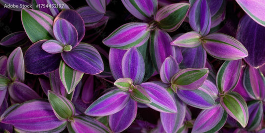 How to Propagate Wandering Jew Plants: 3 Easy Methods (2025 Guide)
