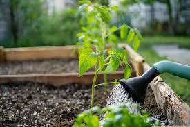 Why I Stopped Buying Fertilizer From the Hardware Store