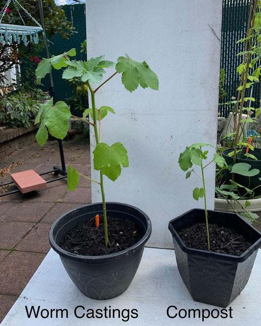 How Worm Castings Changed My Garden — A Before and After Story
