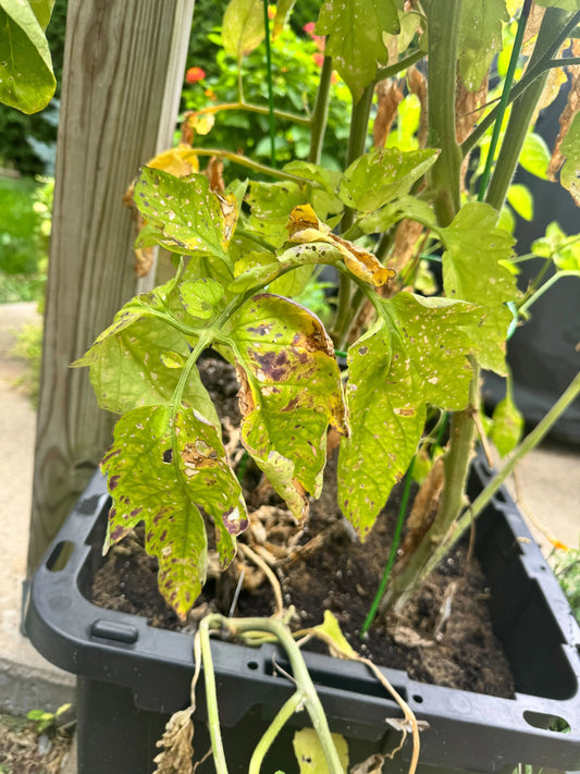 Why Are My Tomato Leaves Turning Yellow? (7 Common Causes)