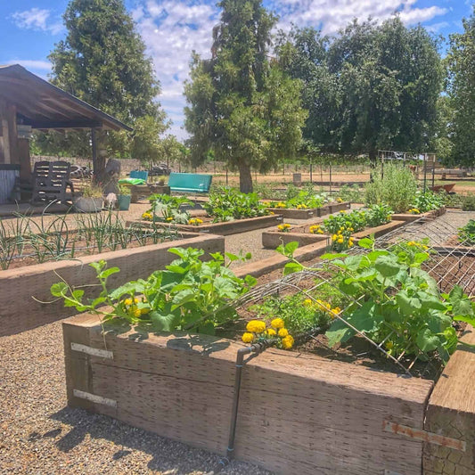 How Community Gardens Are Changing Neighborhoods (And How to Start One)