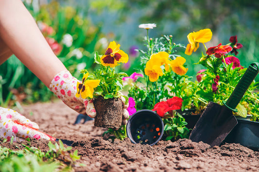 Zone 9 and 10 Winter Gardening: Your Complete Guide to Year-Round Growing Success