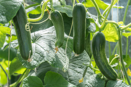 Zucchini Overload: How to Get More (and Better) Squash From Fewer Plants