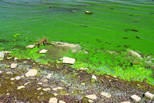 Organic Fertilizer Runoff vs. Synthetic: What the Research Actually Shows