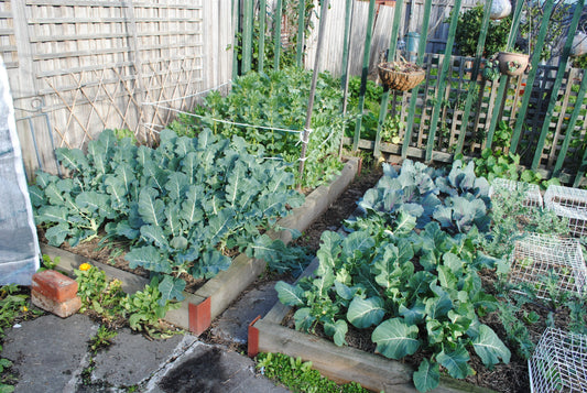 How to Grow Kale That Doesn't Taste Like Cardboard (The Feeding and Timing Secret)