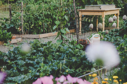 Companion Planting - Elm Dirt