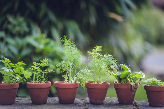 Container Gardening - Elm Dirt