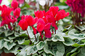 Cyclamen Plant Food: Winter Flowering with Organic Care