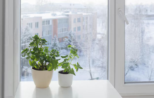Stop Overfeeding Your Houseplants This Winter (I Learned This the Hard Way)