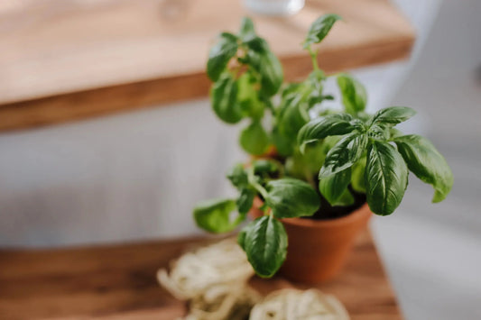 Growing Herbs indoors - Elm Dirt