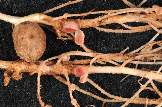 Mesorhizobium: The Specialist Microbe That Supercharges Legume Yields