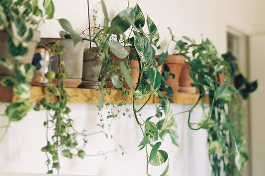 Best Potting Mix for Indoor Plants: What Actually Works