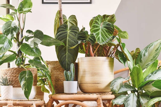 Houseplant Fertilizer Guide: When, How & What Type to Use