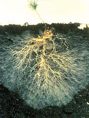 The Mycorrhizal Network: Your Garden's Underground Internet