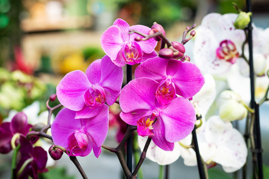 Orchid Success: Natural Care Guide for Healthy Exotic Blooms