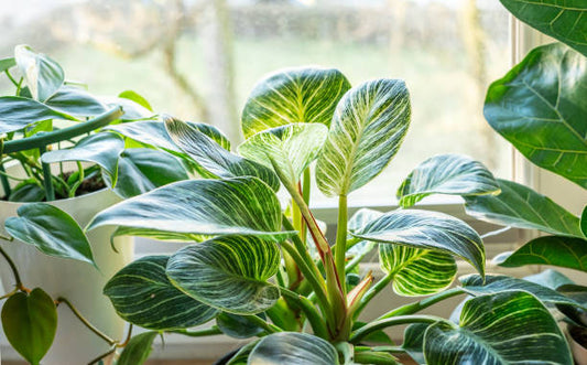 Philodendron Fertilizer: Feed Every Variety for Explosive Growth
