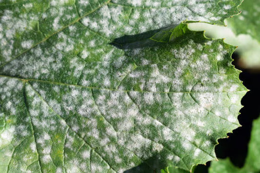 How to Identify and Treat Powdery Mildew Organically
