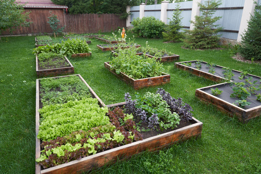 How Microbes Protect Your Garden From Disease Without a Single Spray