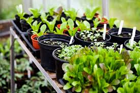 Easy Seed Starting Guide for a Fabulous 2026 Garden