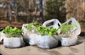 Early Season Crops: What to Plant First in Your Garden