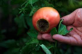 Why Your Tomatoes Are Getting Blossom End Rot (And the Organic Fix)