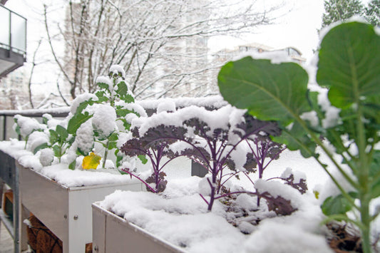 Winter Garden Planning: Preparing Your Soil for Spring Success