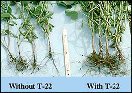 Trichoderma: The Fungal Guardian Protecting Your Plants from Root Disease