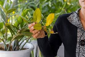 Spooky Plant Issues and How to Fix Them