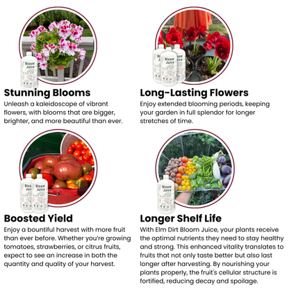 Bloom Juice with text highlighting features on a white background