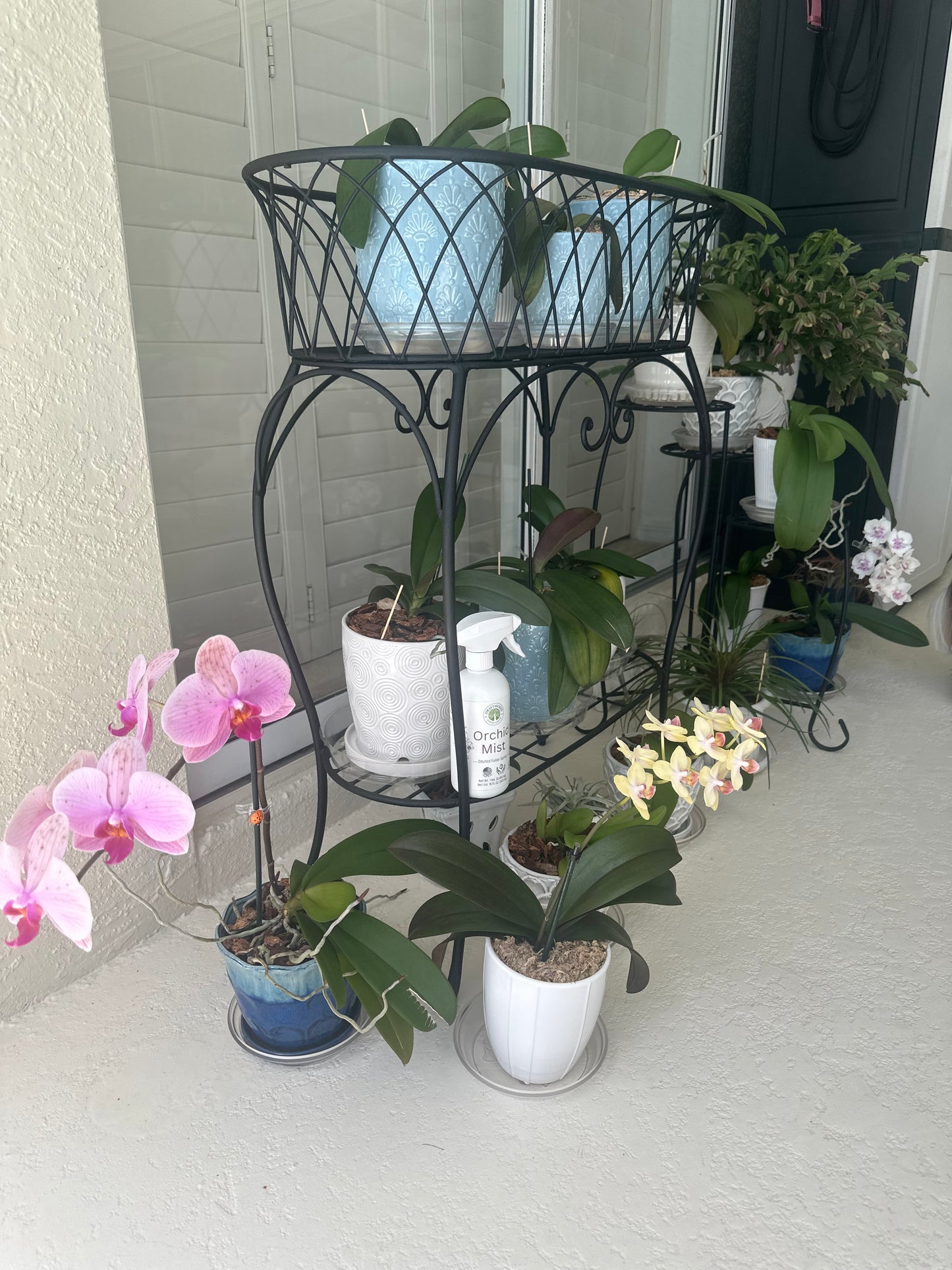 Premium Orchid Mist Spray - Foliar Feeding for Vibrant Orchid Growth