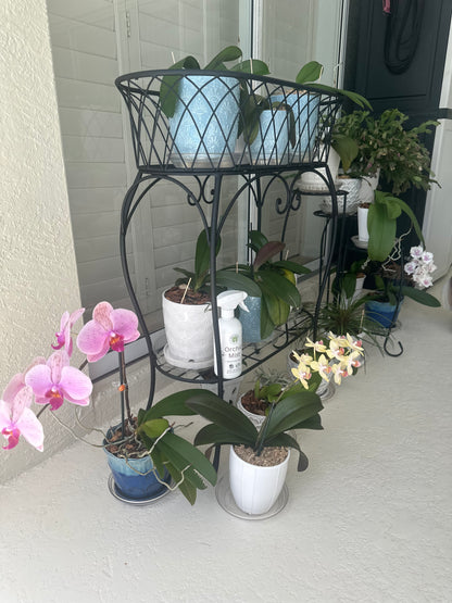 Premium Orchid Mist Spray - Foliar Feeding for Vibrant Orchid Growth