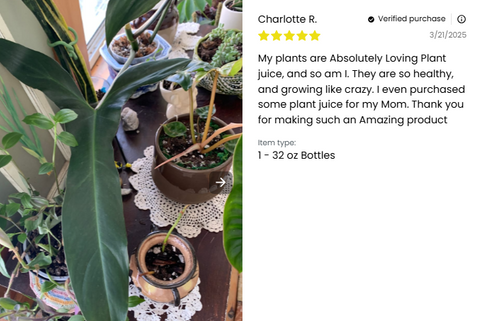 Plant Juice