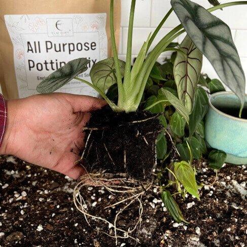 indoor plant soil alternative Peat-Free All-Purpose Potting Mix with Ancient Soil – Elm Dirt