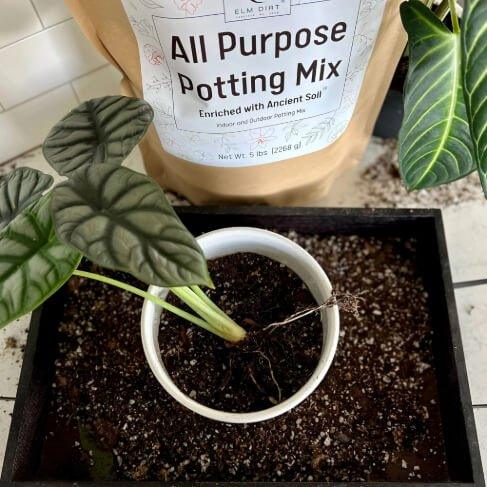 multi purpose potting mix Peat-Free All-Purpose Potting Mix with Ancient Soil – Elm Dirt