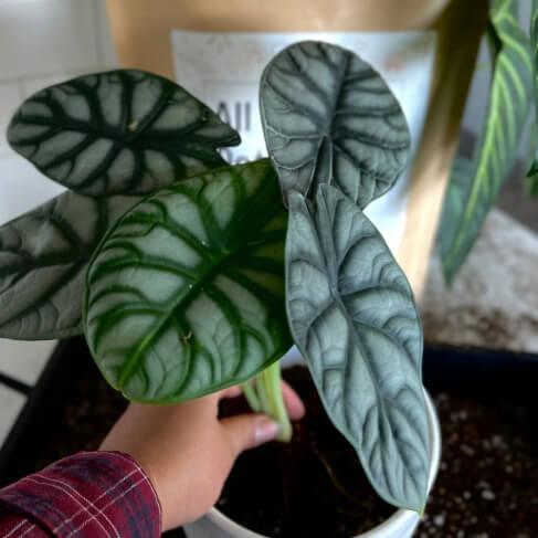 All - Purpose Soil Mix - Elm Dirt - 