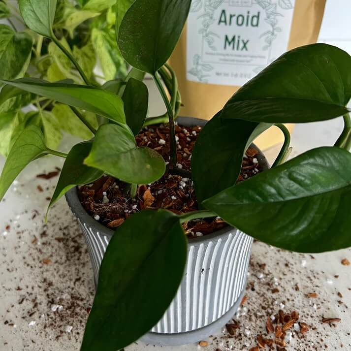 pothos aroid Premium Aroid Mix