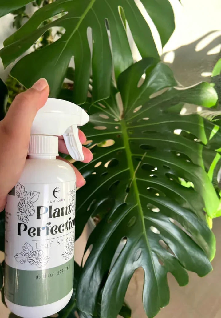 Elm Dirt Starter Kit - Elm Dirt - 