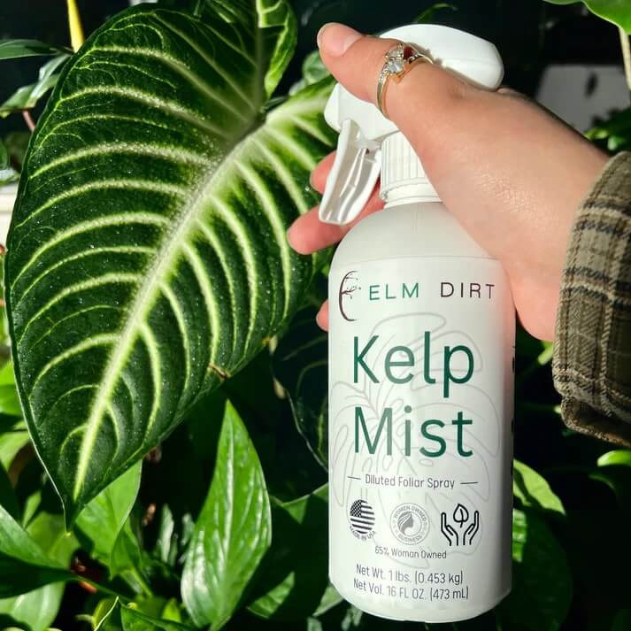 organic liquid seaweed and kelp fertilizer supplement by bloom city Kelp Mist, 16 oz Kelp Mist