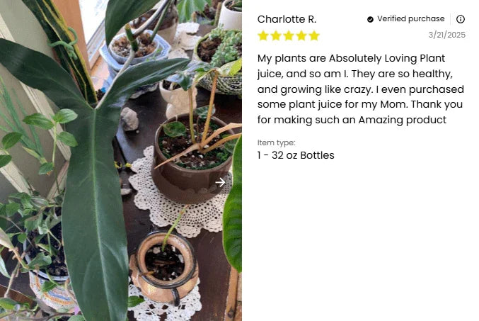 Plant Juice - Elm Dirt - 