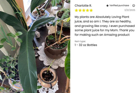 Plant Juice - Elm Dirt - 