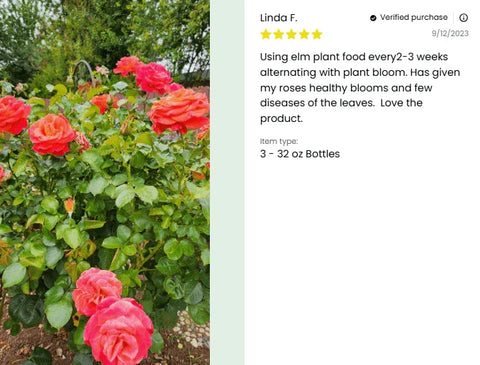 Plant Juice - Elm Dirt - 