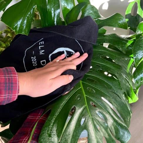 monstera deliciosa pronounce Plant Perfection All Natural Plant Shine
