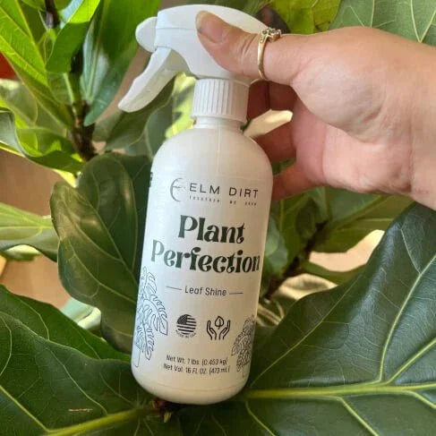 indoor plant shine spray Plant Perfection All Natural Plant Shine