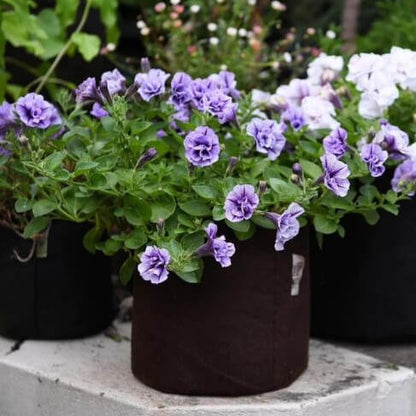 Root Pouch Grow Bag - Elm Dirt - 