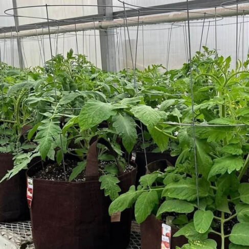 Root Pouch Grow Bag - Elm Dirt - 