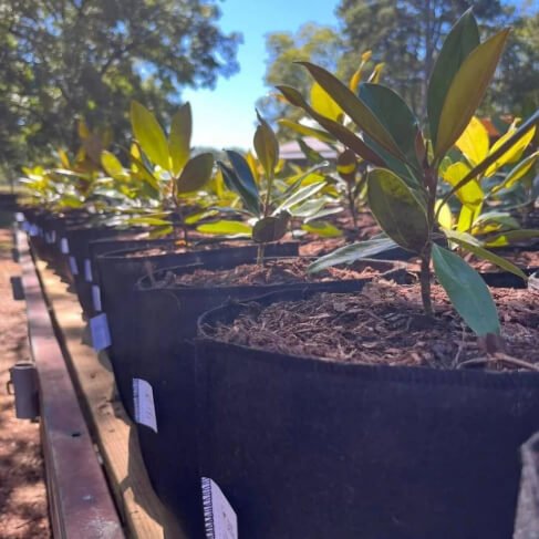 Root Pouch Grow Bag - Elm Dirt - 