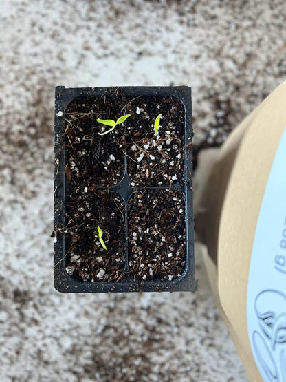 Seedling Mix - Elm Dirt - 