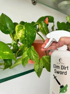 Sword - Elm Dirt - 