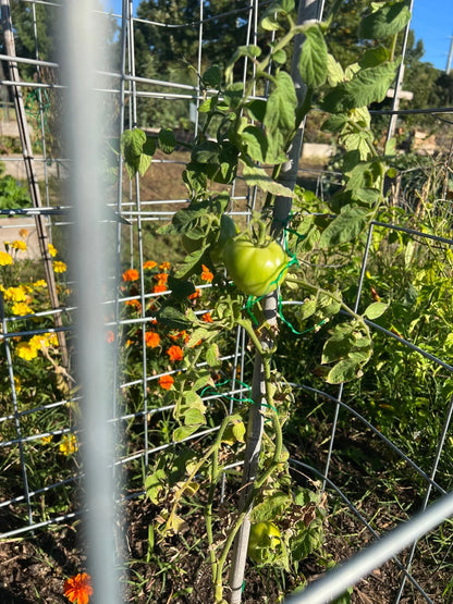 Struggling tomato plant in a cage in a raised bed garden